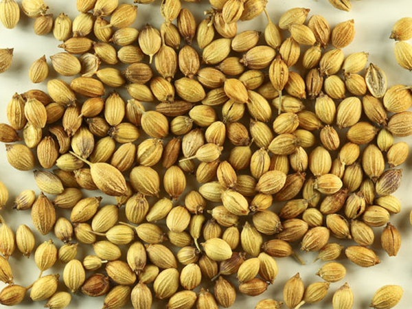 ధనియాలు: 