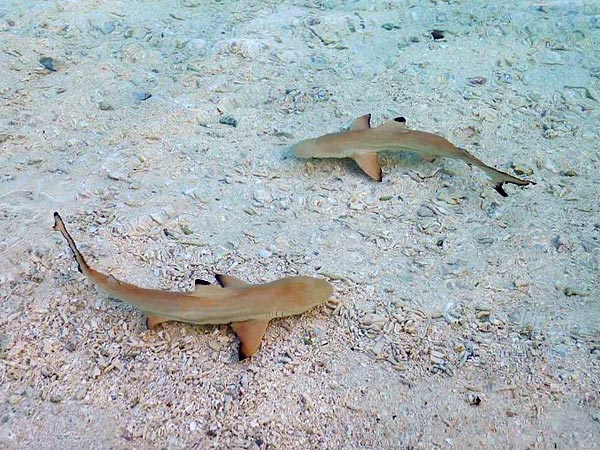 బేబీ షార్క్ కర్రీ: 