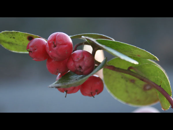 వింటర్ గ్రీన్ ఆయిల్