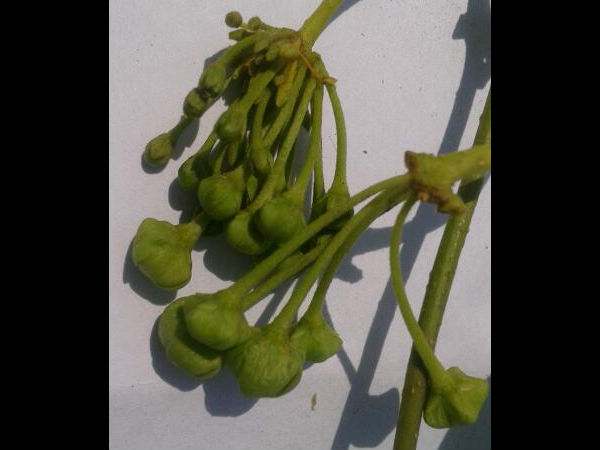 జిల్లెడుపువ్వు