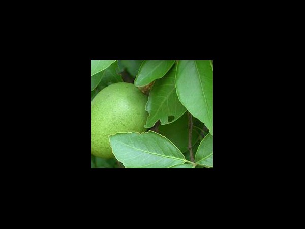 బిల్వ పత్రం: