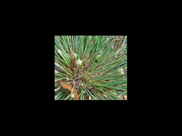 దూర్వా పత్రం: