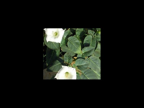 దుత్తూర పత్రం: 