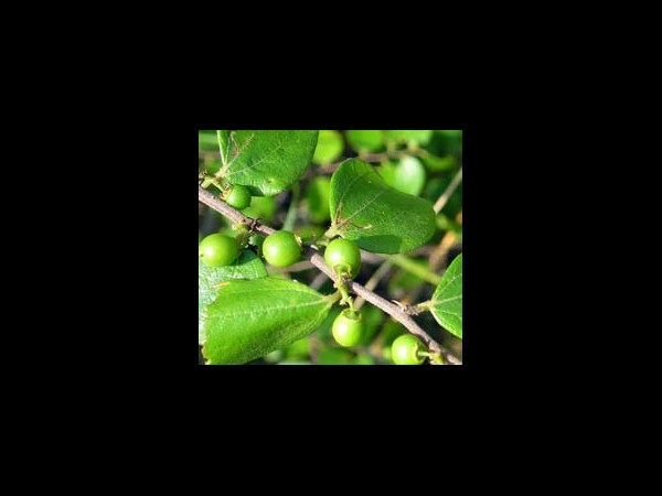 బదరీ పత్రం: