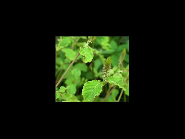 అపామార్గ పత్రం: 