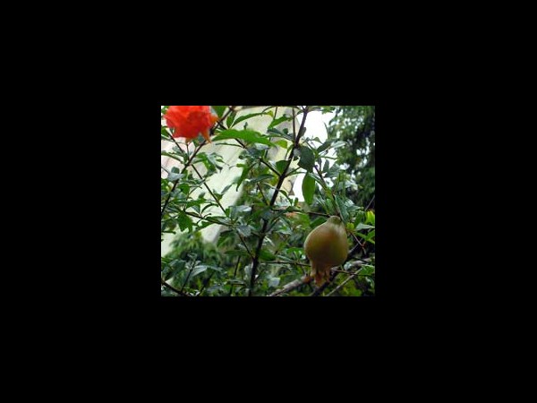 దాడిమీ పత్రం: