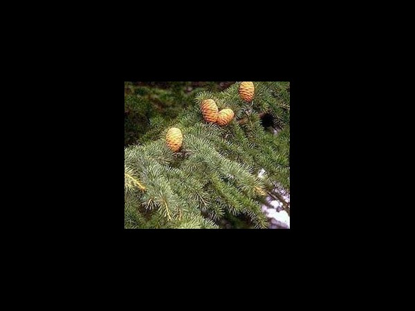 దేవదారు పత్రం: