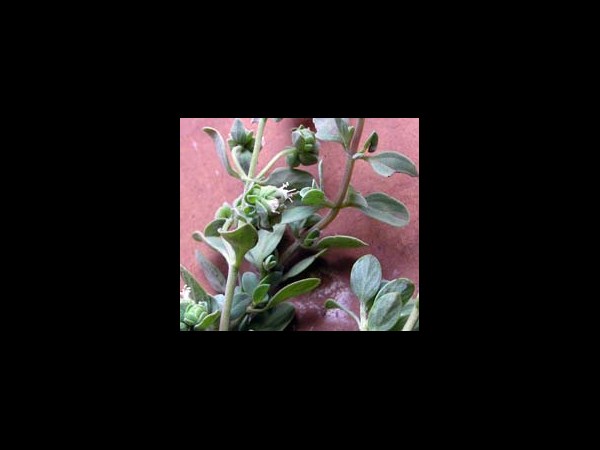 మరువక పత్రం: 