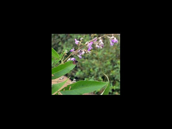 సింధువార పత్రం: 