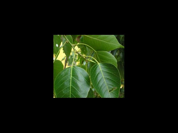 అశ్వత్థ పత్రం: