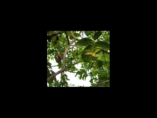 అర్జున పత్రం: