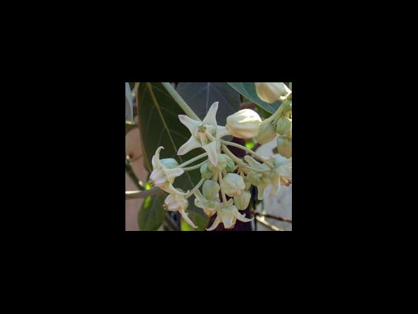 అర్క పత్రం: 