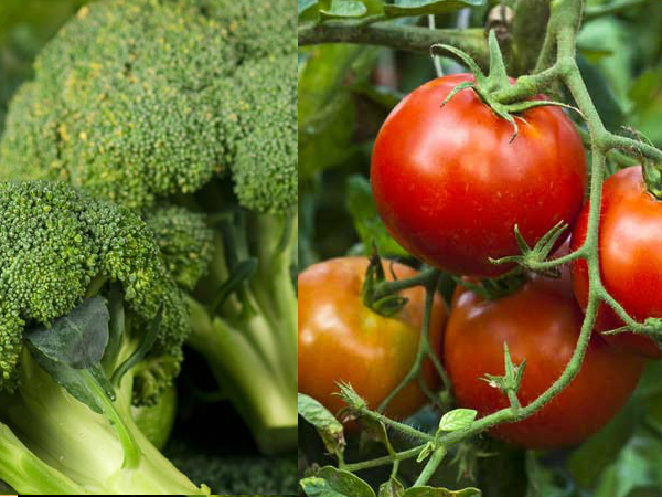 కాంబినేషన్: బ్రోకలీ మరియు టొమాటోస్ కాంబినేషన్: బ్రోకలీ మరియు టొమాటోస్