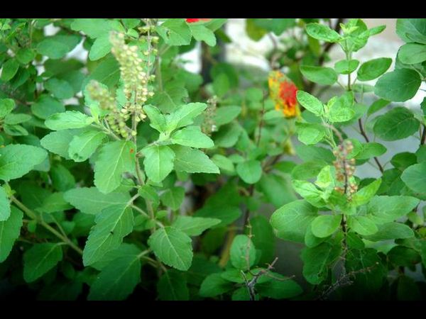 తులసి: 