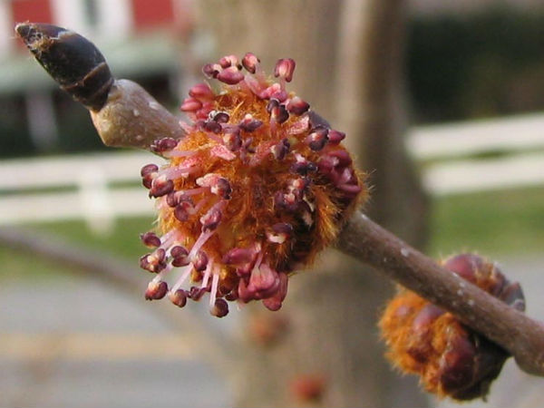 8.స్లిప్పేరీ ఎల్మ్