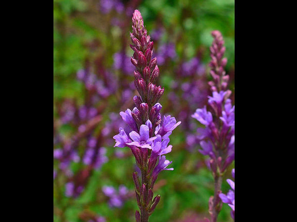 3.బ్లూ వేర్వైన్ 