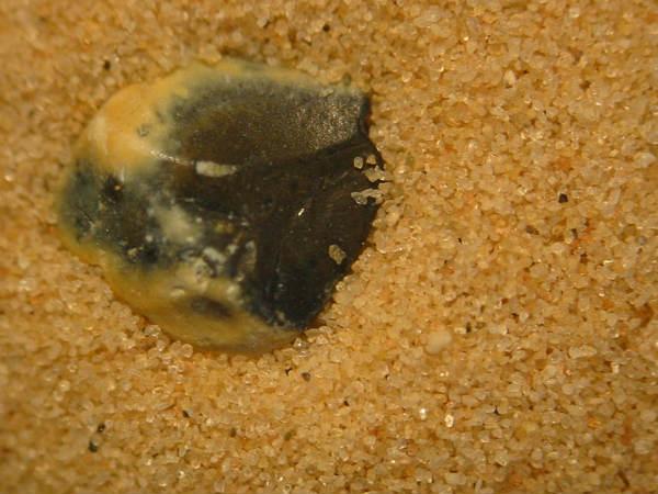 కిస్ సేలులైట్ వీడ్కోలు, బ్రెజిలియన్ మార్గం