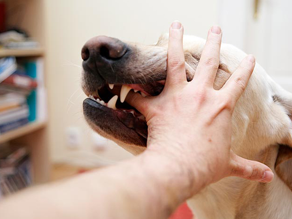 కుక్క కరిస్తే :