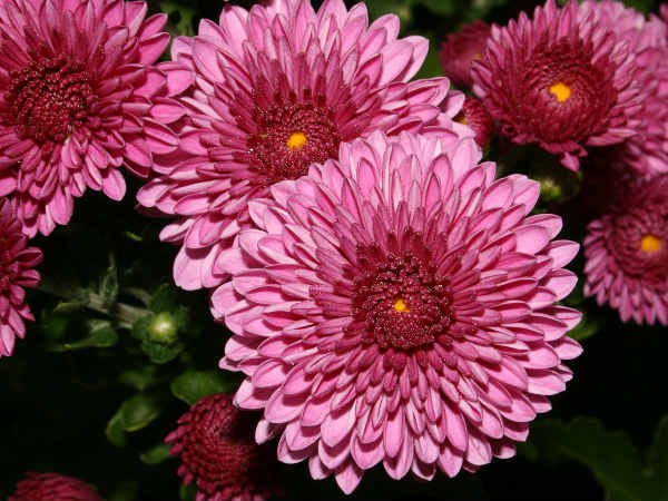 బంతి పువ్వు