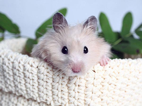 1. చిట్టెలుక పంజరం కడ్డీలు నమలటం