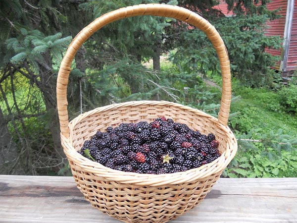 అకాయ్ బెర్రీస్: