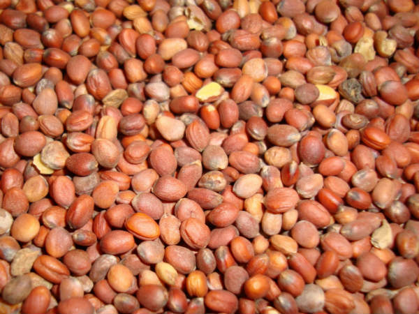 ముల్లంగి విత్తనాలు