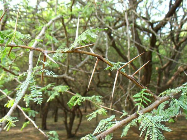 *బబూల్ ట్రీ(అకాసియా అరాబికా):