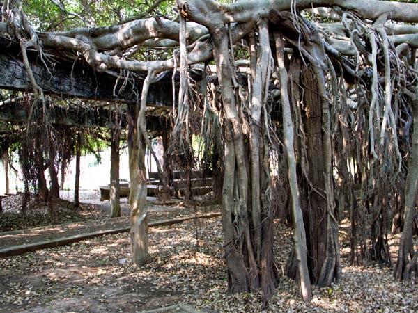 బానియన్ ట్రీ(ఫిక్కస్ రిలిజియోస):