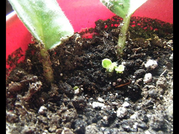 How to Grow African Violets Indoors