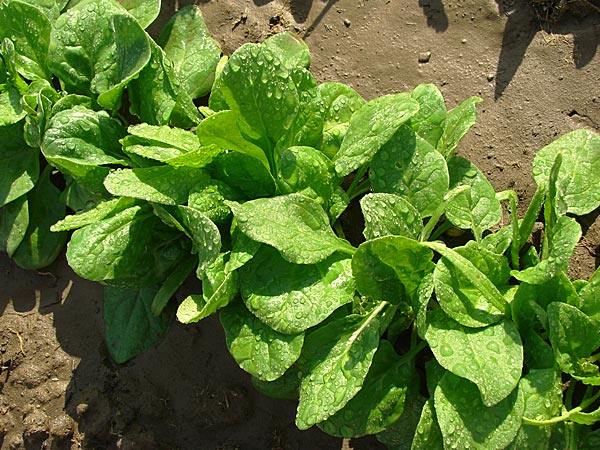 పొటాషియం అధికంగా ఉండే ఆహారాలు: 