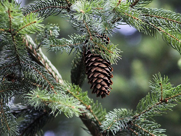 3. కేవర్ పనాడమస్: 