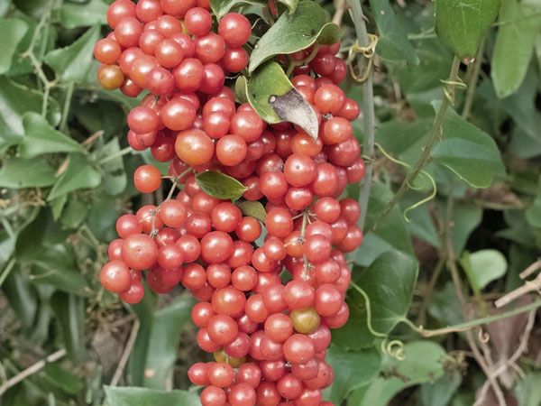 1. సర్సస్పరిల్ల: 