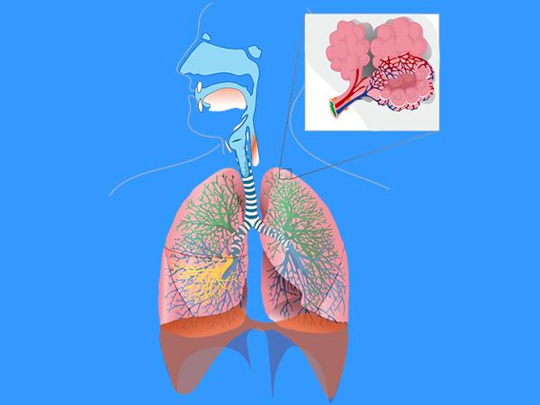 శ్వాసకోశలో ఇబ్బందులు: 