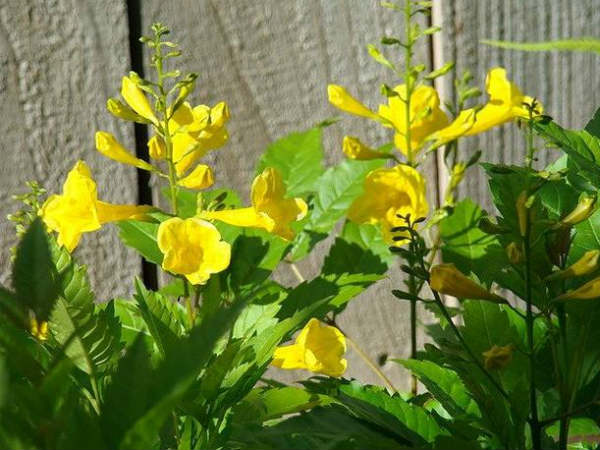 How to Grow Esperanza Yellow Bells