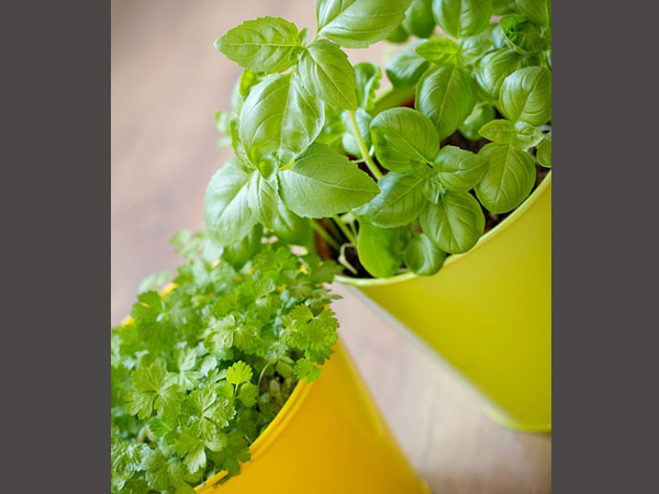 తులసి ఆకులు