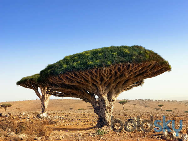 సోకాత్ర దీవులు, యెమెన్