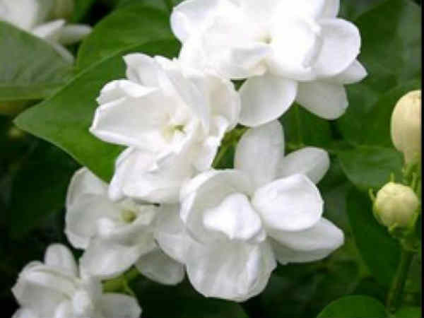 మల్లెపువ్వు