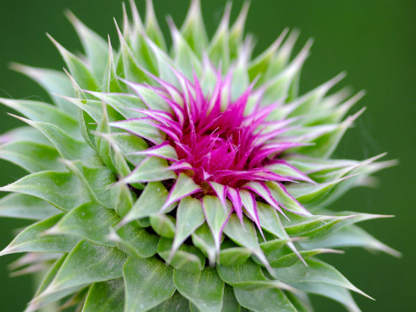 మిల్క్ తిస్టిల్ 