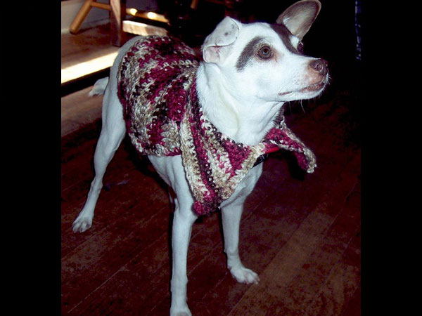 9.రాట్ చా: