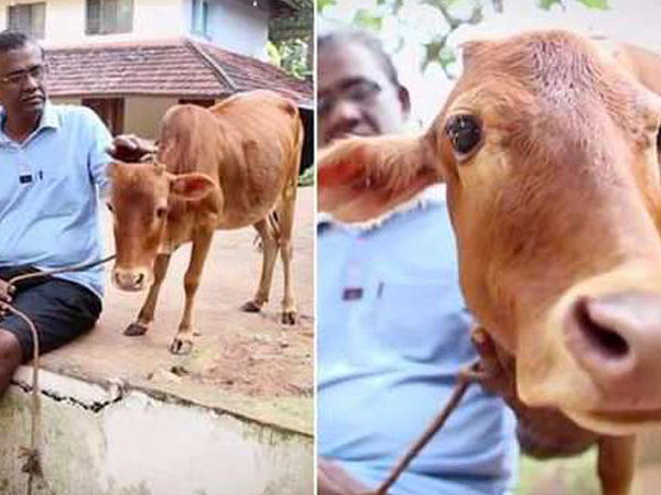 ప్రపంచంలోనే చిన్న ఆవు