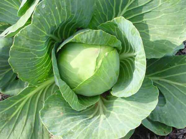 క్యాబేజ్ తో..