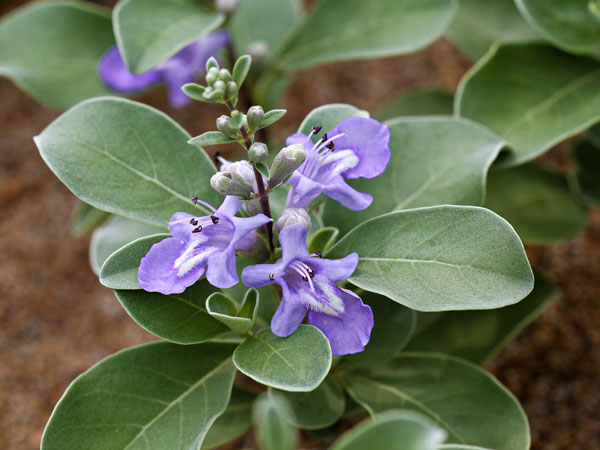 చెస్ట్ బెర్రీ: 