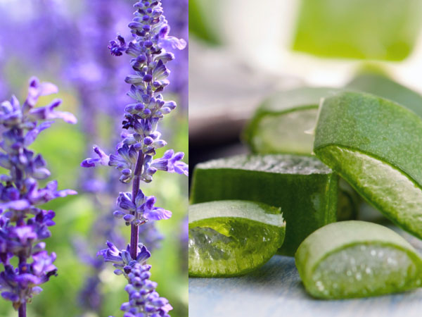 4. కాంప్రే : 