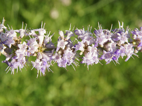 4.ఓవేరియన్ సిస్ట్ నివారినకు చెస్ట్ బెర్రీ ఏవిధంగా ఉపయోగించుకోవాలి: 