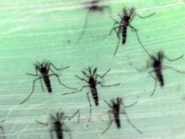 జికా వైరస్ గురించి తెలుసుకోవాల్సిన విషయాలు