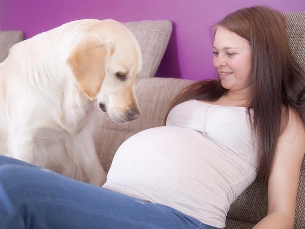 పెట్స్ ను పెంచుకోవడం : 