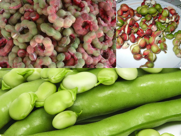 ఫవ బీన్స్‌: