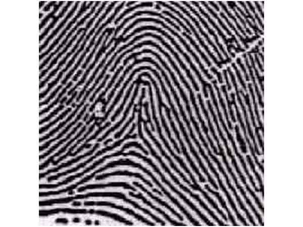 టెంటెడ్ ఆర్చ్