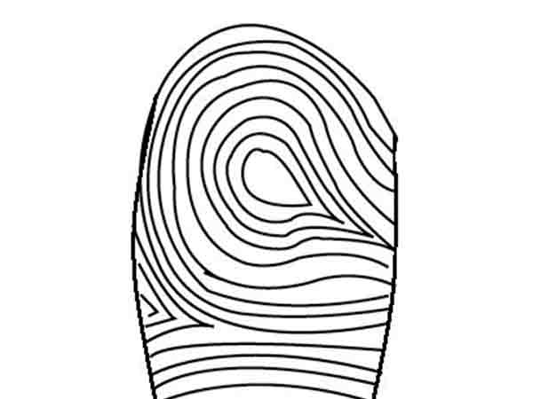 నెమలి కన్ను (పీకాక్ ఐ)