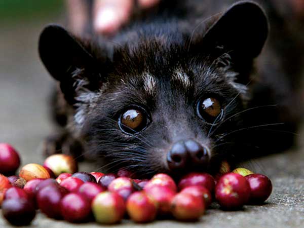 కోపి లువాక్ కాఫీ